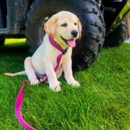 Labrador Retriever Puppies from Landon J Farms Labrador Retrievers