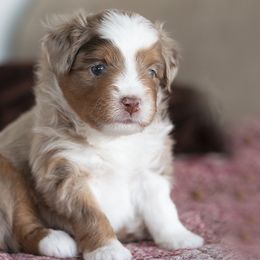 Toy Australian Shepherd Puppies from Shebang Aussies