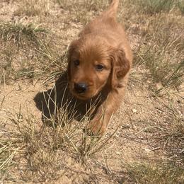 Callie - Golden female Golden Retriever puppy in Wellington, Colorado from High Country Golden Retrievers
