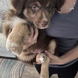 Australian Shepherd Puppies from Forgotten Coast Australian Shepherds