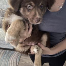Australian Shepherd Puppies from Forgotten Coast Australian Shepherds
