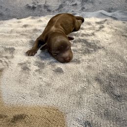 Cavapoo puppies from Agape Southern Farms