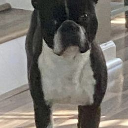 Boston Terriers from Kimbo’s Bostons