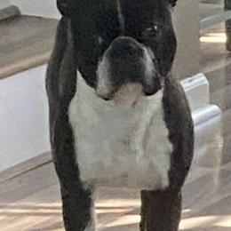 Boston Terriers from Kimbo’s Bostons