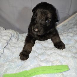 Shiloh Shepherd Puppies from Heritage Shilohs