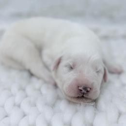 Gary - Gray Collar - White male Great Pyrenees puppy in San Marcos, California from Faith Family Freedom Farm