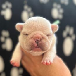Alvin - Cream male French Bulldog puppy in Daviess County, Kentucky from Blissful Euro Boxers, Dobermans & French Bull Dogs