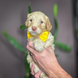 Costa - Light golden male Double Doodle puppy in Cleveland, Tennessee from Edgewater Doodles & Designer Pups