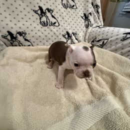 Girl 1 - Seal and white female Boston Terrier puppy in Chillicothe, Ohio from 740 kennels