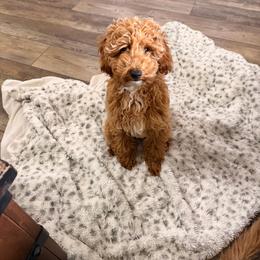 Lucy - Parti female Poodle puppy in Peoria, Arizona from Poodles in the Ruff