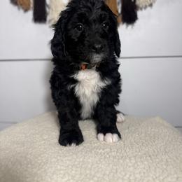 Ruby - Black female Bernedoodle puppy in Bellevue, Iowa from Blended Acres & Kennels