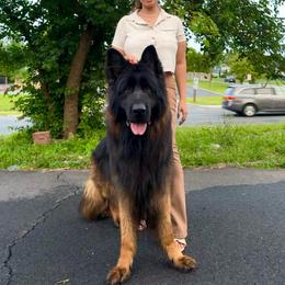 Miko - German Shepherd