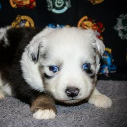 Oz - Blue merle male Australian Shepherd puppy in El Dorado Springs, Missouri from HP Aussie Kennels