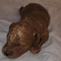 SQUEEKS - Apricot female Poodle puppy in San Tan Valley, Arizona from Desert Storm Poodles