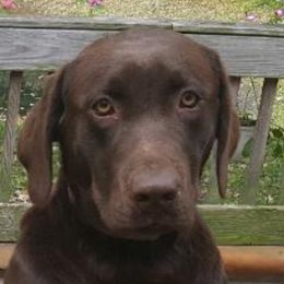 Ally - Labrador Retriever