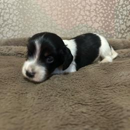 Girl 1 - Piebald female Dachshund puppy in Buchanan, Georgia from Kiser Creek Dachshunds