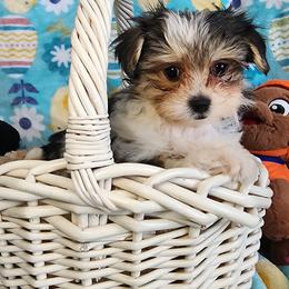 Sweet parti Chloe - Tri-color female Yorkipoo puppy in The Villages, Florida from My Precious Pups