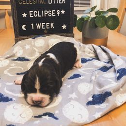 English Springer Spaniel Puppies from Brambleberry Springers