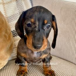 Female - Dapple female Dachshund puppy in Elizabethtown, Kentucky from Lavender and Willow Dachshunds
