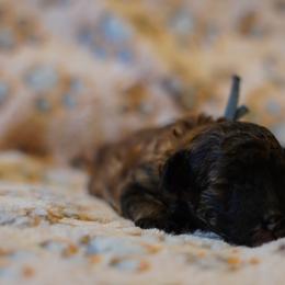 Blue  Boy - Brown male Poodle puppy in Las Vegas, Nevada from Plush Toy Poodle Puppies & Pals