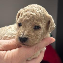 Ginger - Cream female Poodle puppy in Haines City, Florida from Noelle Poodles