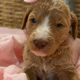 Allie - Apricot female Goldendoodle puppy in Willacoochee, Georgia from Kitandkboodle's Doodles