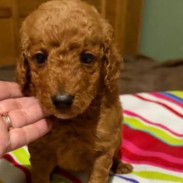 Max - Red  male Goldendoodle puppy in Centralia, Missouri from Oodles Of Doodles Mo.