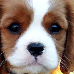 Cavalier King Charles Spaniel Puppies from Claymoore Cavaliers