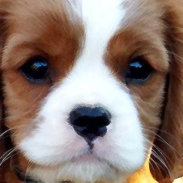 Cavalier King Charles Spaniel Puppies from Claymoore Cavaliers
