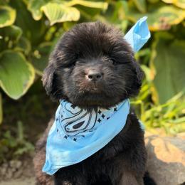 Pat Benatar - Black female Newfoundland puppy in Tully, New York from Bear Paw Newfoundlands