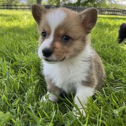 Dill ($1,500) - Red Pembroke Welsh Corgi puppy in Blue Ridge, Georgia from My Shepherd’s Dream Farm Corgis