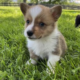 Dill ($1,500) - Red Pembroke Welsh Corgi puppy in Blue Ridge, Georgia from My Shepherd’s Dream Farm Corgis