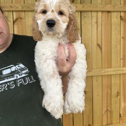 Remi - Red roan male Cockapoo puppy in Connersville, Indiana from MoonShine Babies