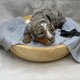 Dawn - Merle female Bernedoodle puppy in Williamson, New York from Lakeside Doodles