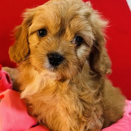 Cavapoo and Shihpoo Puppies from Haus of Doodles