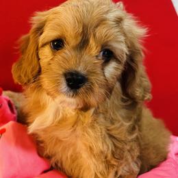 Cavapoo and Shihpoo Puppies from Haus of Doodles