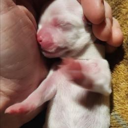 Alexis - White female Lhasa Apso puppy in Jefferson, New York from Absolute Lhasa Love