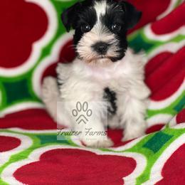 Miniature Schnauzer Puppies from Fraizer Farms