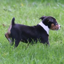Rat Terrier Puppies from Walnut Acre Decker Terrier and ODT