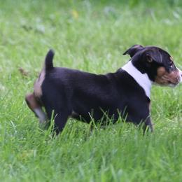 Rat Terrier Puppies from Walnut Acre Decker Terrier and ODT