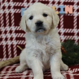 Madelin - Light golden female Golden Retriever puppy in Fredericksburg, Ohio from Golden family companion's