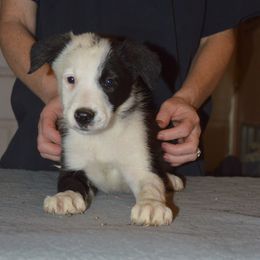 Border Collie Puppies from Green River Ranch Border Collies