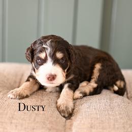 Boy 2 - male Bernedoodle puppy in Tucson, Arizona from Sun Valley Goldendoodles