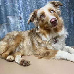 Honey - Miniature Australian Shepherd