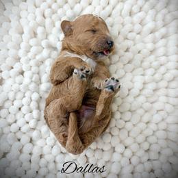 Dallas - Red  male Goldendoodle puppy in from Pink Poodles and Doodles