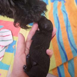 Black Female - Black female Scottish Terrier puppy in Roslyn, South Dakota from Viceroy's Kennel LLC