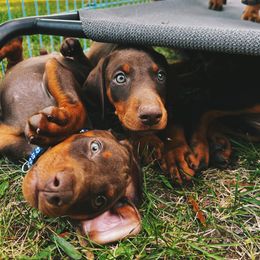 Doberman Pinscher Puppies from Ranchers Companion Doberman Kennel