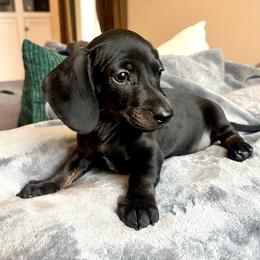 Boy 1 - Black and tan male Dachshund puppy in Hollidaysburg, Pennsylvania from Weenie Bros