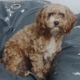 Penny - Cavapoo
