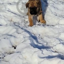 Cane Corso Puppies from Overwatch Kennels